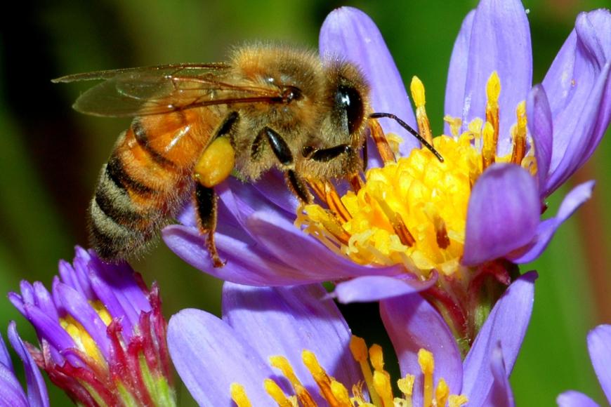 Cours théorique: Maladies apiaires, dangers sanitaires et intoxications