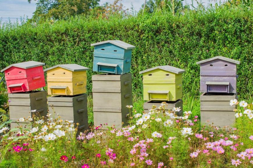 Cours théorique: Les produits de la ruche et leur récolte