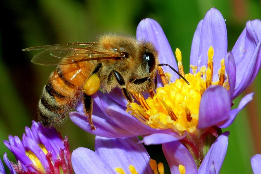Cours théorique: Maladies apiaires, dangers sanitaires et intoxications